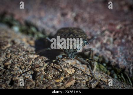 Stinkender Bug Nahaufnahme Foto Stockfoto