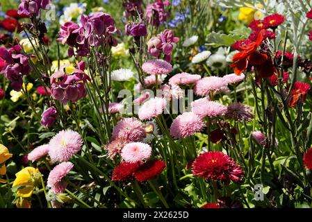 Eine Gruppe von Wildblumen, darunter rote und rosafarbene englische Daisies (bellis perennis), auch bekannt als „Pomponettes“, und einige Dame's Rocket in Kent, Großbritannien Stockfoto