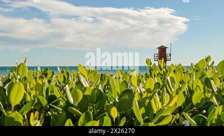 Blick auf einen Aussichtsturm mit Rettungsschwimmer in einer Strandlandschaft mit vorderster Vegetation Stockfoto