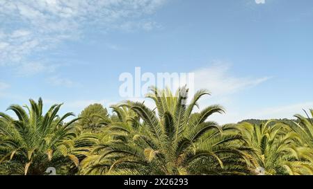 Blick auf einen Palmenhain in der Silhouette vor dem blauen Himmel Stockfoto