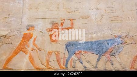 Ägypten, Sakkara, Grab von Ty, Landwirtschaft: Pflügen, um Getreidekörner abzudecken. Stockfoto