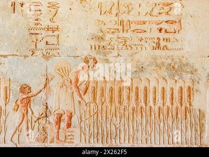 Ägypten, Thunfisch el Gebel, Grab von Petosiris, Ernte. Stockfoto