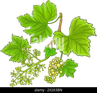 Traubenzweig Farbige Detaillierte Abbildung. Stock Vektor