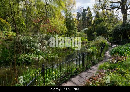 Fletcher Moss Botanical Gardens im Frühjahr, Didsbury, Greater Manchester, England. Stockfoto