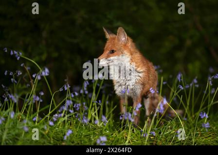 Nahaufnahme eines Rotfuchses zwischen Glockenblöcken im Frühjahr Stockfoto