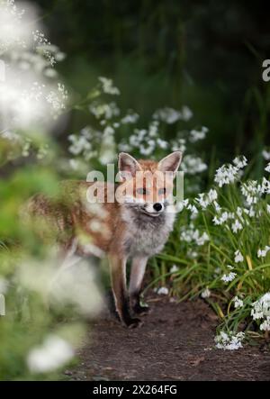 Nahaufnahme eines Rotfuchses zwischen weißen Blauglocken im Frühjahr Stockfoto