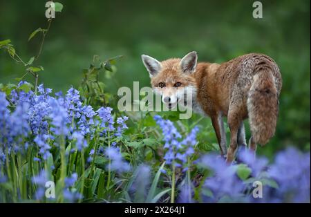 Nahaufnahme eines Rotfuchses zwischen Glockenblöcken im Frühjahr Stockfoto