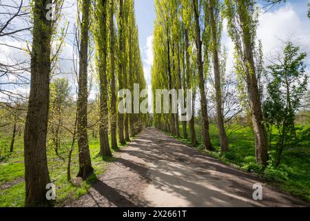 Lange Allee der lombardischen Pappeln (Populus Nigra 'Italica') im Fletcher Moss Botanischen Garten, Didsbury in South Manchester. Stockfoto