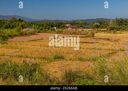 Reisfelder in der Nähe von Muang Sing, Laos Stockfoto