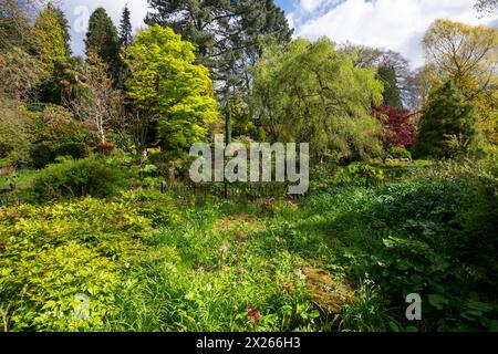 Fletcher Moss Botanical Gardens im Frühjahr, Didsbury, Greater Manchester, England. Stockfoto