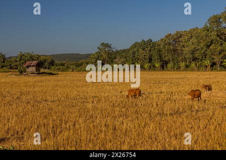 Reisfeld in der Nähe von Muang Sing, Laos Stockfoto