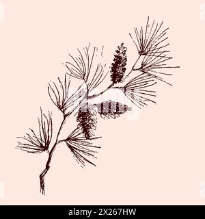 Handgezeichnete Weihnachtspflanzen. Kiefer, Fichte, Tanne, Buchsbaum Zweige und Kegel Vektor botanische Illustration graviert. Stock Vektor