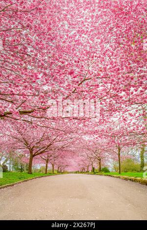 Kirschblütenbäume, Bispebjerg Friedhof, Kopenhagen, Dänemark. Stockfoto