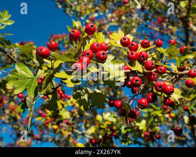 Reife Weißdornbeeren und Blätter, blauer Himmel im Hintergrund Stockfoto