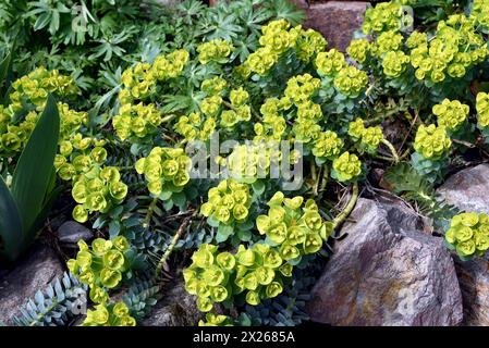 Walzen-Wolfsmilch, Euphorbia myrsinites ist eine schoene Pflanze mit gruenen Blueten. Roller Spurge ist eine schöne Pflanze mit grünen Blumen. Walzen-Wo Stockfoto