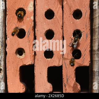 Insektenhotels dienen Insekten, vor allem Wildbienen, als Unterschlupf und Brutstaette. Insektenhotels dienen Insekten, vor allem Wildbienen, als Regal Stockfoto