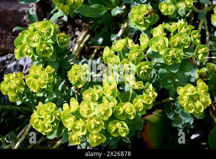 Walzen-Wolfsmilch, Euphorbia myrsinites ist eine schoene Pflanze mit gruenen Blueten. Roller Spurge ist eine schöne Pflanze mit grünen Blumen. Walzen-Wo Stockfoto