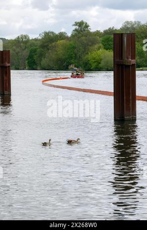 Schweinfurt, Deutschland. April 2024. Eine Ölbarriere wird auf das Wasser gezogen, während zwei Enten im Main schwimmen. Die Feuerwehr aus Stadt und Bezirk Schweinfurt und Wasserrettungseinheiten am Main üben für eine Katastrophensituation. Es wird davon ausgegangen, dass Öl auf fließendes Wasser austritt. Quelle: Pia Bayer/dpa/Alamy Live News Stockfoto