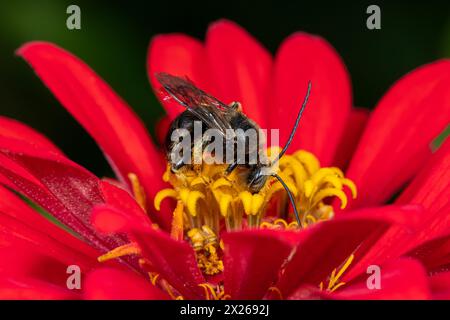 Longhorn-Biene auf Zinnienblüte. Insekten- und Naturschutz, Habitatschutz und Garten-Blumengarten-Konzept. Stockfoto