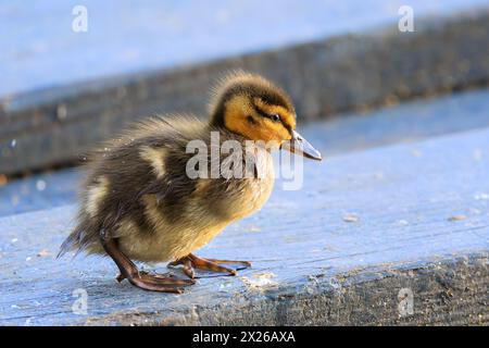 Niedliches Jungbardenentchen am Ententeich im Park (Anas platyrhynchos) Stockfoto