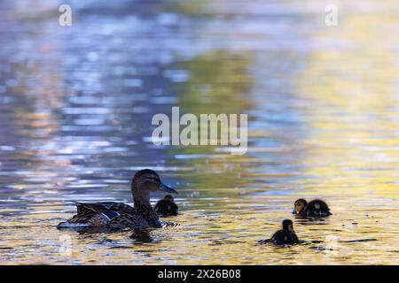 Stockenten-Familie auf Teich in der Abenddämmerung, Mutter mit neugeborenen Entlein auf Teich (Anas platyrhynchos) Stockfoto