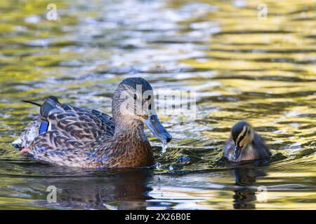 Mutter Stocke mit Baby-Entlein auf Teich in den schönen Farben des Sonnenaufgangs (Anas platyrhynchos) Stockfoto