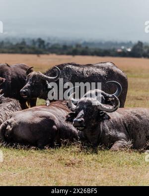 Ruhende Wasserbüffelherde vor der majestätischen Kulisse des Mount Kenya Stockfoto