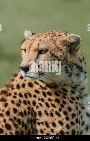 Ein wachsamer weiblicher Gepard befragt die Masai Mara Stockfoto