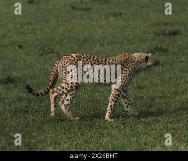 Konzentrierter Gepard, der durch die kenianische Savanne läuft Stockfoto