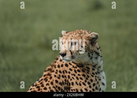 Ein wachsamer weiblicher Gepard befragt die Masai Mara Stockfoto