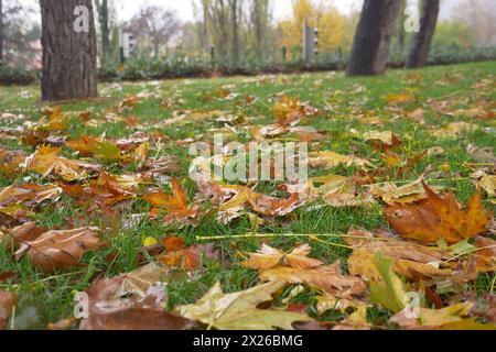 Gefallene Blätter im grünen Gras aus nächster Nähe Stockfoto