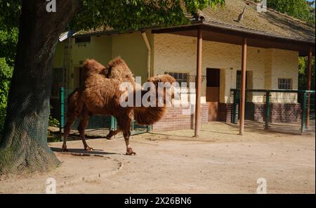 Das baktrische Kamel, Camelus bactrianus, große, gleichzehige Huftiere, die in den Steppen Zentralasiens beheimatet sind. Spazieren Sie durch den Zoologischen Garten Frankfurt, der 1858 gegründet wurde und der zweitälteste Zoo Deutschlands ist Stockfoto