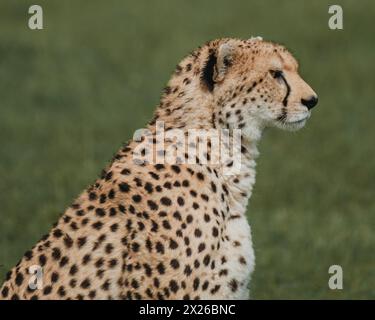 Ein wachsamer weiblicher Gepard befragt die Masai Mara Stockfoto