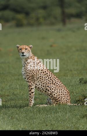 Ein wachsamer weiblicher Gepard befragt die Masai Mara Stockfoto