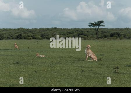 Ein wachsamer weiblicher Gepard befragt die Masai Mara Stockfoto