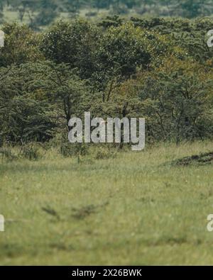 Ein wachsamer weiblicher Gepard befragt die Masai Mara Stockfoto