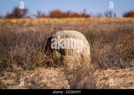 Termitenhügel in Buschland im Kgalagadi Transfrontier Park, Südafrika Stockfoto
