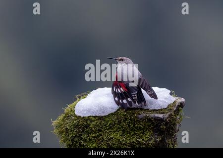 Golden gefleckter, rot geflügelter Wandsperling Stockfoto