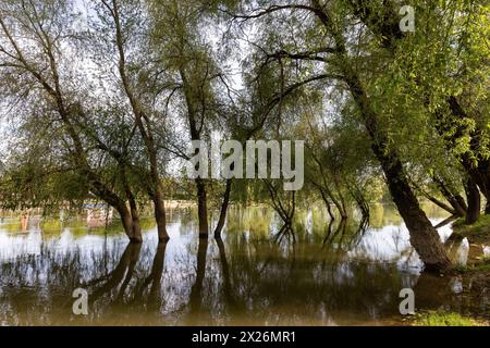 Sarospatak, Ungarn. April 2024. Bäume wachsen im Bodrog. Quelle: Mark Kerrison/Alamy Live News Stockfoto