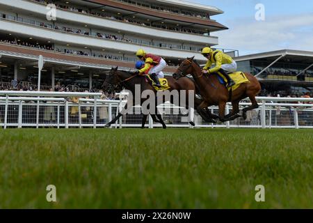 Newbury, Großbritannien. April 2024. Folgaria, geritten von Hollie Doyle (Nummer 2), steht vor Regal Jubilee, geritten von Kieran Shoemark (Blue Cap) und Elmalka (Yellow Cap nächstgelegen), geritten von James Doyle, um die Dubai Duty Free Stakes 2,05 auf der Newbury Racecourse, Großbritannien, zu gewinnen. Quelle: Paul Blake/Alamy Live News. Stockfoto