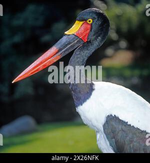 Der attraktive Sattelstorch Ephippiorhynchus senegalensis ist ueber weite Feuchtgebiete Afrika verbreitet. Er gehoert zu den groessten flugfaehigen Voegeln der Welt. Sattelstoerche leben paarweise und halten an ihrem gewaehlten Brutplatz fest. Die Weibchen haben im Gegensatz zu den Maennchen eine gelbe Iris. Sattelstorch *** der attraktive Sattelschnabelstorch Ephippiorhynchus senegalensis ist in großen Feuchtgebieten Afrikas weit verbreitet Er ist einer der größten Flugvögel der Welt Sattelschnabelstörche leben paarweise und halten sich an ihrem gewählten Brutort fest im Gegensatz zu den Männchen haben die Weibchen ein y Stockfoto