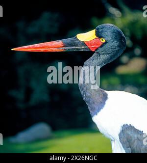 Der attraktive Sattelstorch Ephippiorhynchus senegalensis ist ueber weite Feuchtgebiete Afrika verbreitet. Er gehoert zu den groessten flugfaehigen Voegeln der Welt. Sattelstoerche leben paarweise und halten an ihrem gewaehlten Brutplatz fest. Die Weibchen haben im Gegensatz zu den Maennchen eine gelbe Iris. Sattelstorch *** der attraktive Sattelschnabelstorch Ephippiorhynchus senegalensis ist in großen Feuchtgebieten Afrikas weit verbreitet Er ist einer der größten Flugvögel der Welt Sattelschnabelstörche leben paarweise und halten sich an ihrem gewählten Brutort fest im Gegensatz zu den Männchen haben die Weibchen ein y Stockfoto