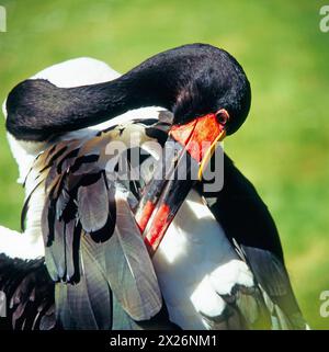 Der attraktive Sattelstorch Ephippiorhynchus senegalensis ist ueber weite Feuchtgebiete Afrika verbreitet. Er gehoert zu den groessten flugfaehigen Voegeln der Welt. Sattelstoerche leben paarweise und halten an ihrem gewaehlten Brutplatz fest. Die Weibchen haben im Gegensatz zu den Maennchen eine gelbe Iris. Sattelstorch *** der attraktive Sattelschnabelstorch Ephippiorhynchus senegalensis ist in großen Feuchtgebieten Afrikas weit verbreitet Er ist einer der größten Flugvögel der Welt Sattelschnabelstörche leben paarweise und halten sich an ihrem gewählten Brutort fest im Gegensatz zu den Männchen haben die Weibchen ein y Stockfoto