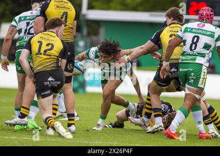 Treviso, Italien. April 2024. 20.04.2024; Foto Alfio Gurise; URC; Stadio Monigo Treviso; Benetton Treviso vs Dragons Rugby; Rugby; während Benetton Rugby vs Dragons, United Rugby Championship Match in Treviso, Italien, 20. April 2024 Credit: Independent Photo Agency/Alamy Live News Stockfoto