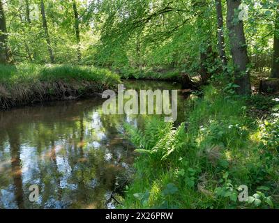 Bach und Aue der Dalke mit Erlenwald im Frühjahr, Guetersloh, Nordrhein-Westfalen, Deutschland Stockfoto