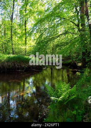 Bach und Aue der Dalke mit Erlenwald im Frühjahr, Guetersloh, Nordrhein-Westfalen, Deutschland Stockfoto