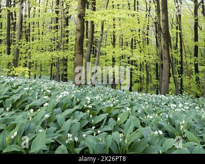 Ramson (Allium ursinum) im Frühjahr im Buchenwald, Teutoburger Wald, Nordrhein-Westfalen, Deutschland Stockfoto