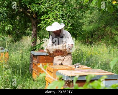 Imker in Schutzkleidung bei der Inspektion eines Rahmens mit Honigbienen (APIs mellifera), Nordrhein-Westfalen Stockfoto