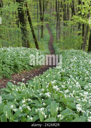 Wanderweg durch das Allium ursinum im Frühjahr durch den Buchenwald, Teutoburger Wald, Nordrhein-Westfalen Stockfoto