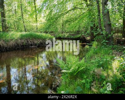 Bach und Aue der Dalke mit Erlenwald im Frühjahr, Guetersloh, Nordrhein-Westfalen, Deutschland Stockfoto